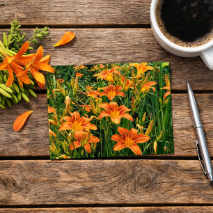 Cartão Postal Jardim de Hemerocallis / Fotografia de Flores de L