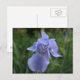 Cartão Postal Jardim de Íris de Periwinkle Bonito
