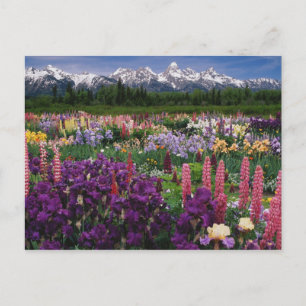 Cartão Postal Jardim de Íris e Lupino e Cordilheira Teton,