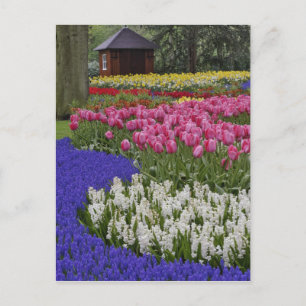 Cartão Postal Jardim de jacinto de uva, jacinto e tulipas,