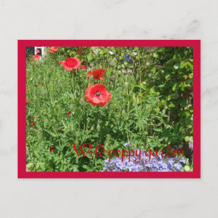 Cartão Postal Jardim de papoila