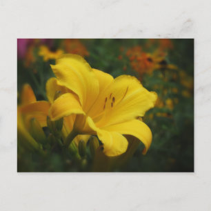 Cartão Postal Jardim de Pipoca com Manteiga - Daylily