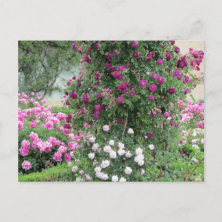 Cartão Postal Jardim de Rosas