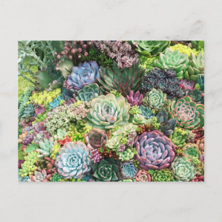Cartão Postal Jardim de Suculentos Coloridos