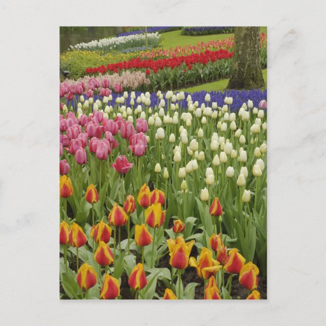 Cartão Postal Jardim de Tulip e Hyacinth, Jardins de Keukenhof, (Frente)
