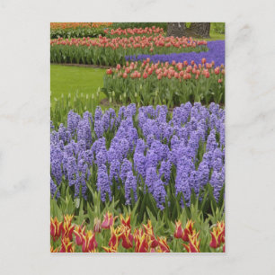 Cartão Postal Jardim de Tulip e Hyacinth, Jardins de Keukenhof,