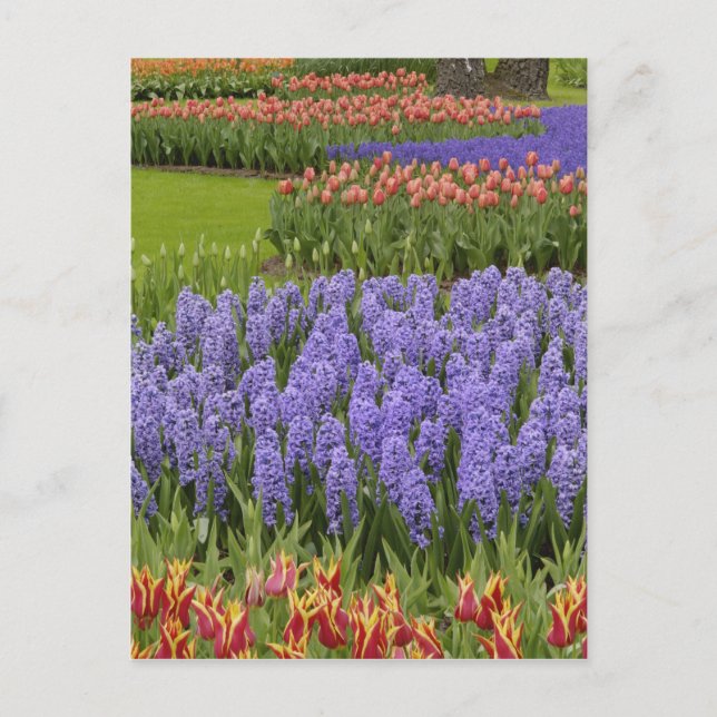 Cartão Postal Jardim de Tulip e Hyacinth, Jardins de Keukenhof, (Frente)