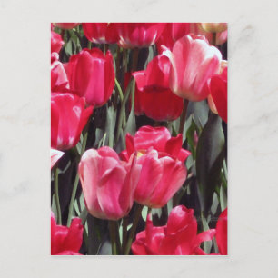 Cartão Postal Jardim de Tulipas