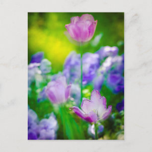 Cartão Postal Jardim de tulipas, Giverny, França
