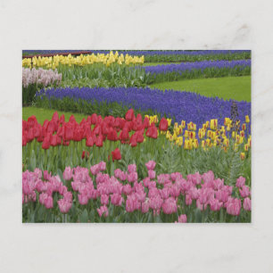 Cartão Postal Jardim de tulipas, jacintos e