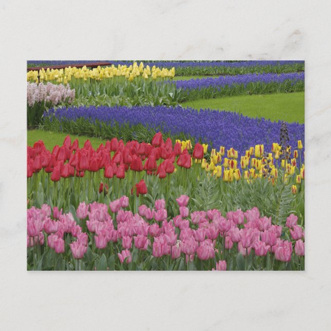 Cartão Postal Jardim de tulipas, jacintos e (Frente)