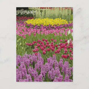 Cartão Postal Jardim de tulipas, narcisos e jacintos