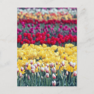 Cartão Postal jardim de tulipas no vale de Skagit,
