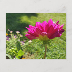Cartão Postal Jardim de Verão