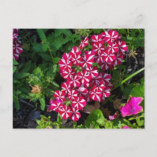 Cartão Postal Jardim de Verão (Frente)