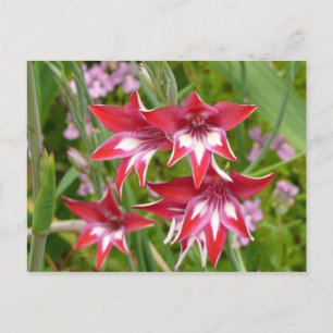 Cartão Postal Jardim de Verão de Gladiolas Vermelhas e Brancas