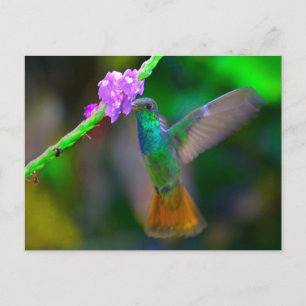 Cartão Postal Jardim do Hummingbird