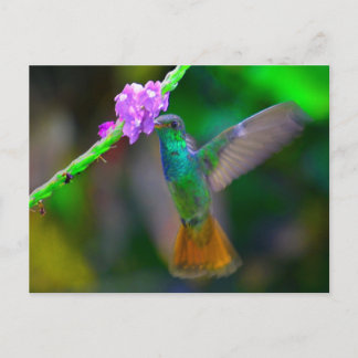 Cartão Postal Jardim do Hummingbird