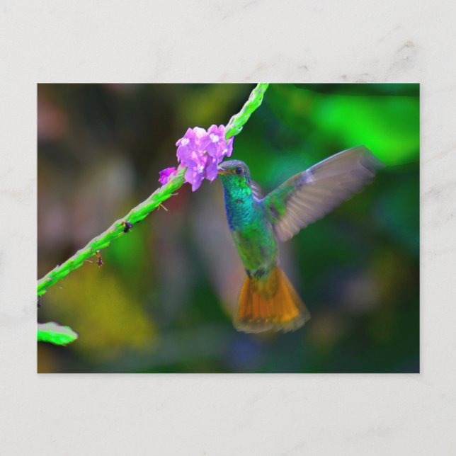 Cartão Postal Jardim do Hummingbird (Frente)