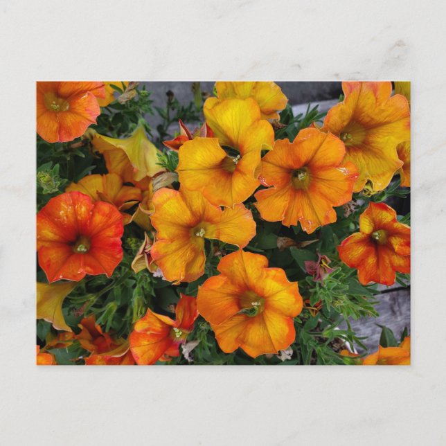 Cartão Postal Jardim do outono (Frente)