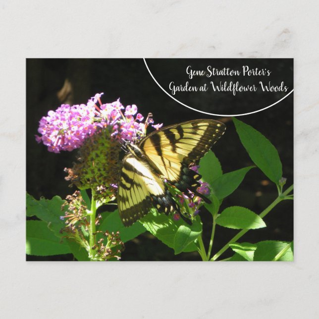 Cartão Postal Jardim do Porter Gene Stratton em Wildflower Woods (Frente)