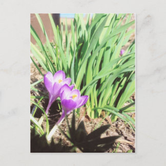 Cartão Postal Jardim do primavera da avó