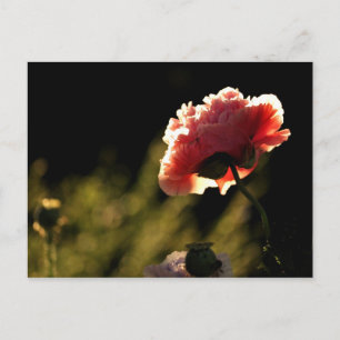 Cartão Postal Jardim do vizinho