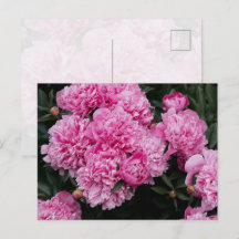 Jardim Floral de Arte Fina de Peônia Rosa Luxurian
