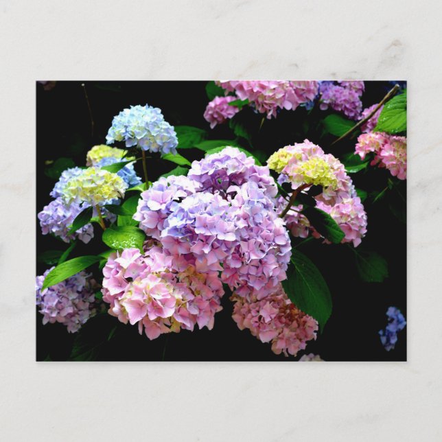 Cartão Postal Jardim Hydrangea, rosa, azul, floral roxo (Frente)