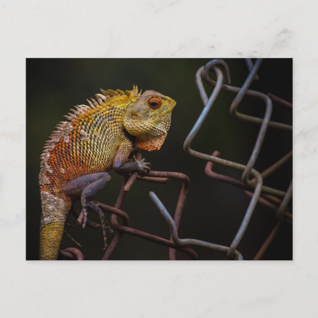 Cartão Postal Jardim Oriental Lizard (Frente)