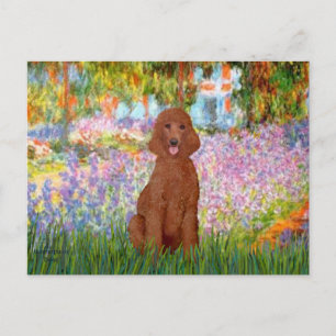 Cartão Postal Jardim - Poodle Vermelho Escuro #1