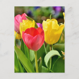 Cartão Postal Jardim Primavera de Tulipas Vermelhas e Amarelas