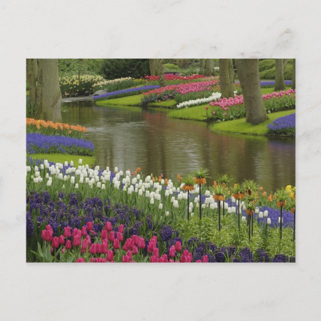 Cartão Postal Jardim Tulip e Hyacinth, Jardins Keukenhof, 2 (Frente)