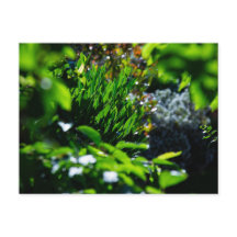 Jardim verde exuberante