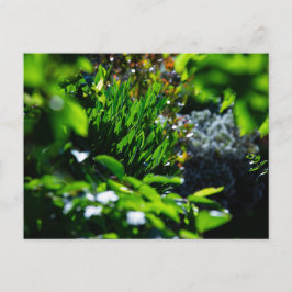 Cartão Postal Jardim verde exuberante