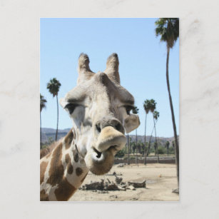 Cartão Postal Jardim zoológico de San Diego