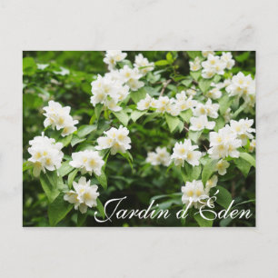 Cartão Postal Jardin d'Éden