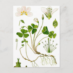 Cartão Postal Jardineiro