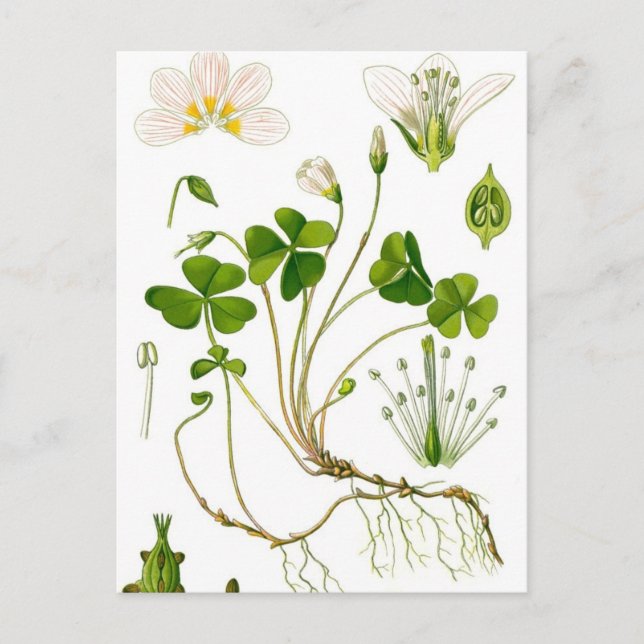 Cartão Postal Jardineiro (Frente)