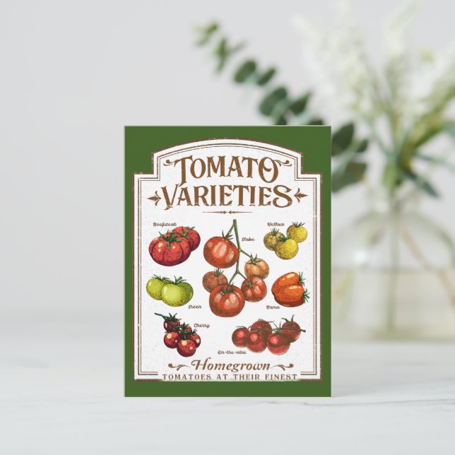 Cartão Postal Jardineiro de tomate, Horticultura de tomate (Em pé/Frente)
