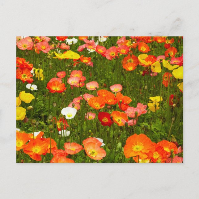 Cartão Postal Jardins botânicos (Frente)