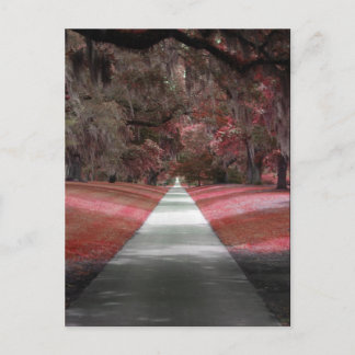 Cartão Postal Jardins Brookgreen