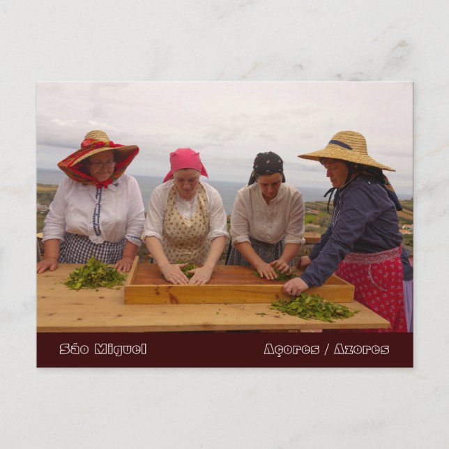 Cartão Postal Jardins de chá Porto Formoso (Frente)