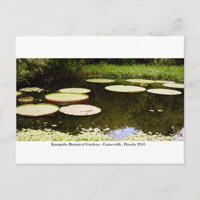 Cartão Postal Jardins Kanapaha - Gainesville 001 (Frente)