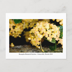 Cartão Postal Jardins Kanapaha - Gainesville 006