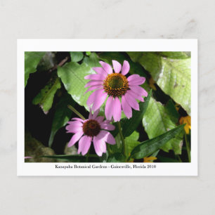 Cartão Postal Jardins Kanapaha - Gainesville 008