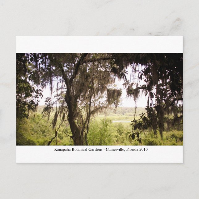 Cartão Postal Jardins Kanapaha - Gainesville 009 (Frente)