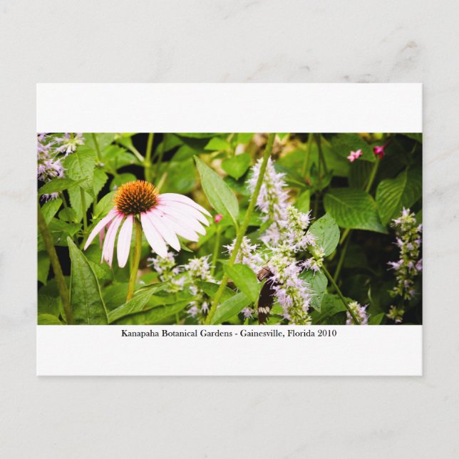 Cartão Postal Jardins Kanapaha - Gainesville 013 (Frente)