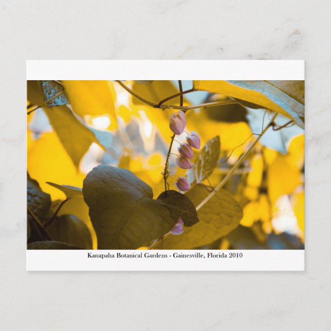 Cartão Postal Jardins Kanapaha - Gainesville 015 (Frente)