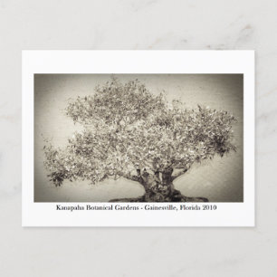 Cartão Postal Jardins Kanapaha - Gainesville 017